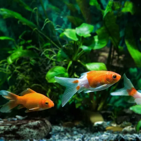 Reef Lounge Aquatics