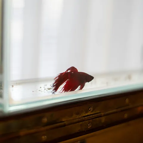 Reef Lounge Aquatics